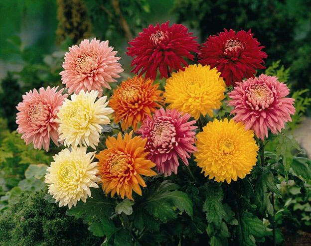 chrysanthemums